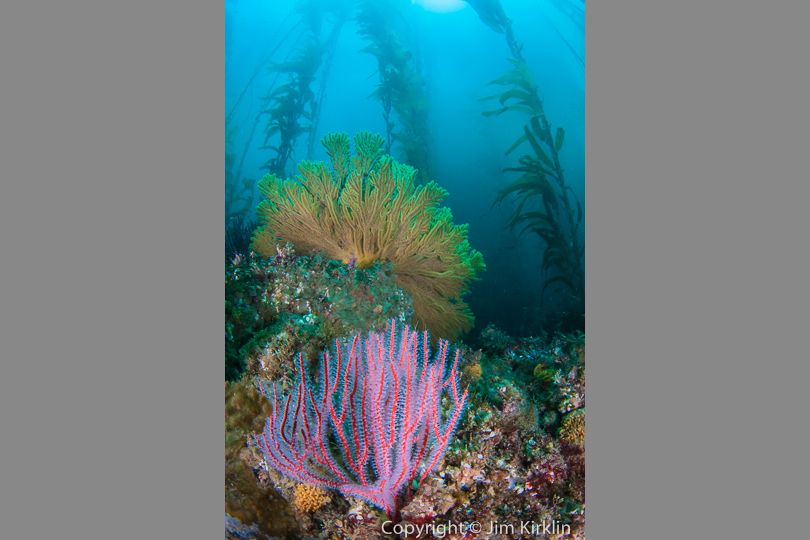 Gorgonians and Kelp #1